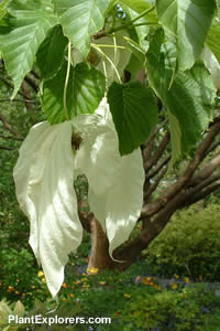 Davidia involucrata subsp. vilmoriniana 