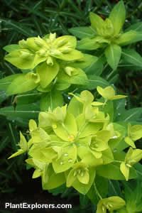 Euphorbia wallichii
