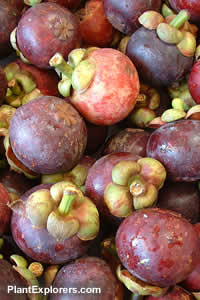 Garcinia mangostana - The Mangosteen