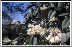Rhododendron sinogrande