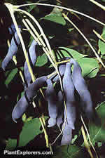 Decaisnea fargesii - the Blue Bean tree, named in honour of P&egrave;re Farges