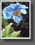 Meconopsis betonicifolia