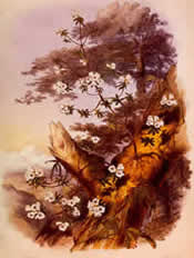 Rhododendron dalhousie, named in honour of Lady Dalhousie. Watercolour by W. H. Fitch after a drawing by J. D. Hooker