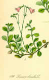 Linnaea borealis - from 'Flora von Deutschland &Ouml;sterreich und der Schweiz' by Prof. Dr. Otto Wilhelm Thom&eacute; - 1885 