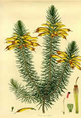 Erica grandiflora by Henry C.Andrews, from Vol.II of his 'Coloured engravings of heaths,' in 1805