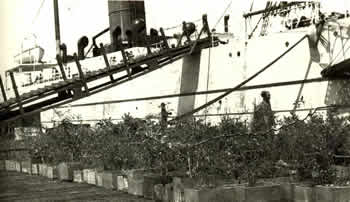 Frank Meyer's largest shipment from his first expedition to China, at the San Francisco docks in 1908 