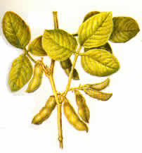 Ubiquitous in the world's diet today, the soybean was almost unknown outside of China until Frank Meyer collected it circa 1907.