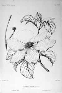 Dogwood - Cornus nuttallii - 
from 'The silva of North America' (v. 5) 
by Charles Sprague Sargent. 
Boston and New York, 1890-1902.
Drawing by C. E. Faxon, engraving 
under the direction of A. Riocreux. 