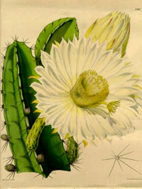 Cereus pterogonus by Walter Hood Fitch