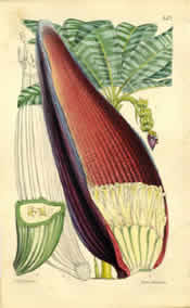 Musa sapientum var. vittata by Walter Hood Fitch