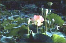 The Lotus pool at Ganna Walska Lotusland