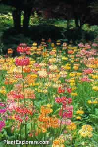 Primula bulleyana and Primula beesiana 
and their natural hybrids