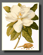 Click here to learn more about PlantExplorers.com